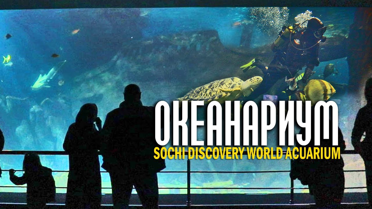 Купчино океанариум 2024 когда откроют. Океанариум Sochi Discovery World Aquarium. Океанариум Сочи экскурсия. Экскурсии в Сочи афиша.