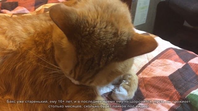 Как отучить кота гадить? Дрессировка кота от Пьера Вагонского смотреть онлайн