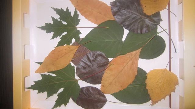 Поделка Ежик Своими Руками смотреть онлайн