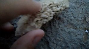 Окаменелости Каменноугольного периода! ( Трилобит! )