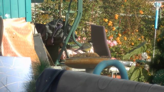 Угощение для первых Синичек... смотреть онлайн