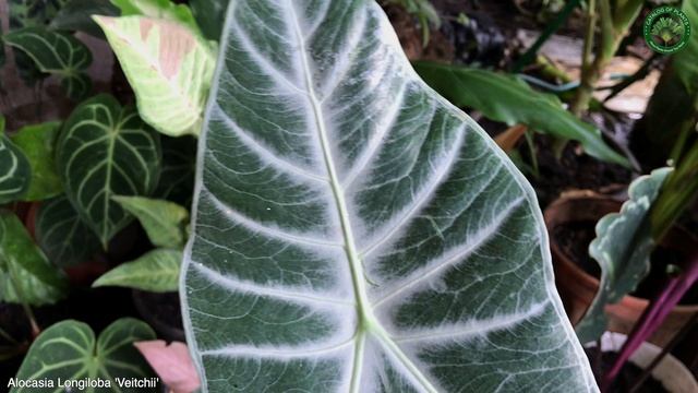 Alocasia Longiloba 'Veitchii' | Ornamental Plants | ?? Panama |