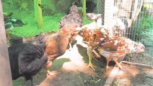 ОРЛОВСКИЕ КУРЫ. СТОИТ ЗАВОДИТЬ? Все нюансы содержания от Владимира Жмылева