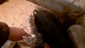 Утеплил свинарник пенопластом.