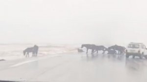 Лошади на скользкой трассе Караганда – Павлодар