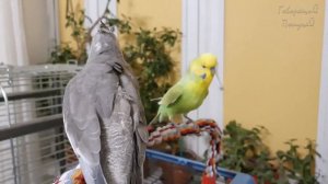 Учим попугая говорить "Гриша хорошая птичка" ? Урок для попугая