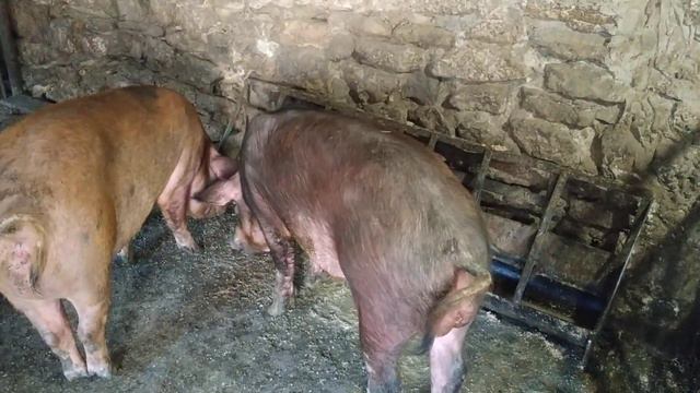 продам поросят смотреть онлайн