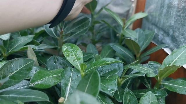 Адениумы//Марафонцам 5 месяцев//Отчёт 04.12.21г смотреть онлайн