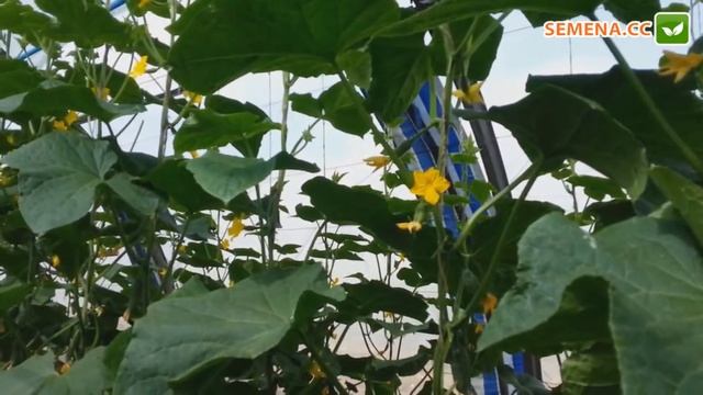 Огурец Директор F1 (Культура в поле) смотреть онлайн