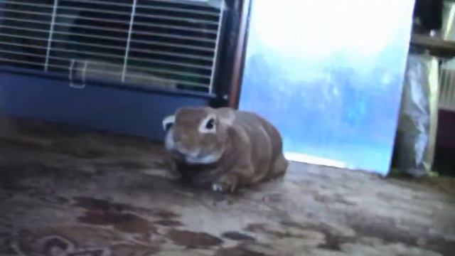 злой заяц смотреть онлайн