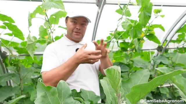 Про огурцы в теплице. Мой метод выращивания. Полив, схемы подкормок, формировка, дефициты в питании смотреть онлайн