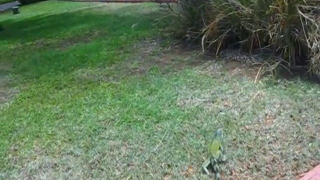 Остров Кюрасао,карибы,территория гостиницы,июнь 2018 смотреть онлайн