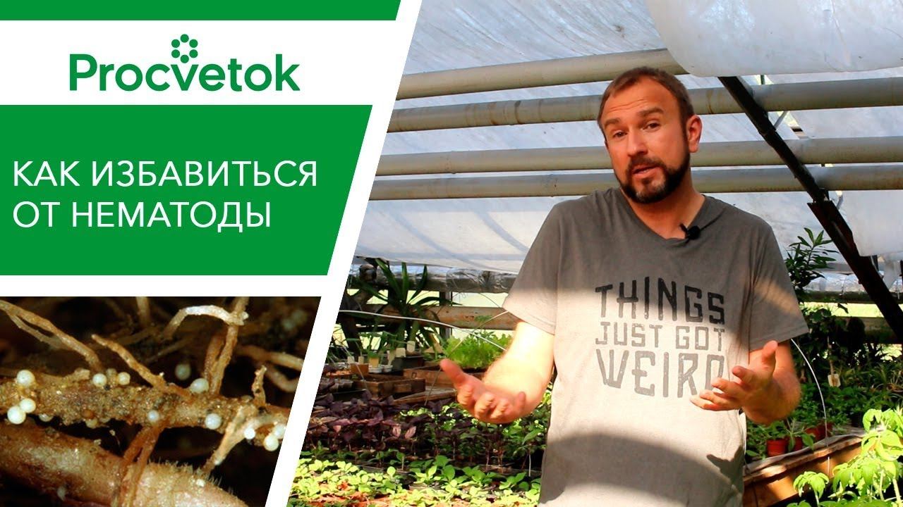 Вредители растений. Нематода - серьезная угроза вашему урожаю. 3 способа избавиться от нематоды.