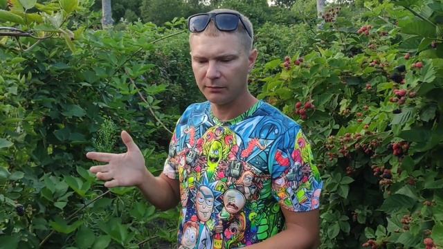 Обзор плодоношения ежевики часть 1.