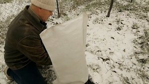 Укрытие на зиму экзотов,хурма,азимина,ежевика.