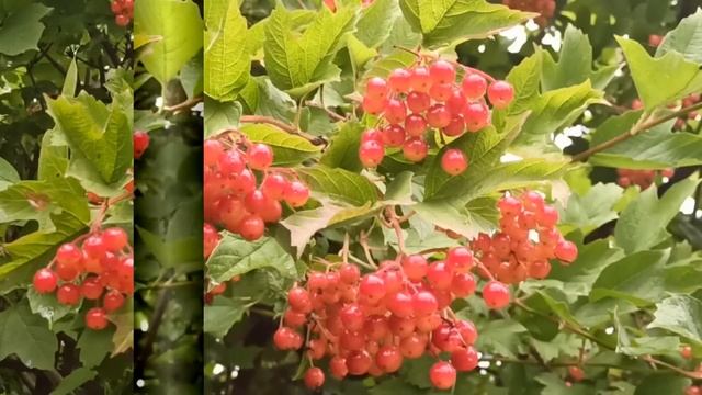 10 сентября праздник Анна Пророчица. Народные приметы и традиции. Что можно и нельзя делать.