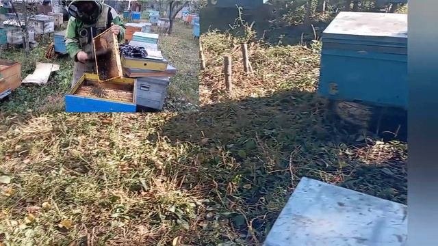 Друга обробка від кліща,та що роблю із слабачками