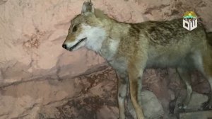 Музей, Сулайман-Тоо, г. Ош