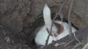 Fox Terrier scented a beaver in a hole / Фокстерьер учуял бобра в норе