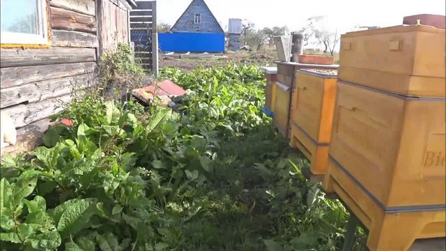 Расплод в середине октября!!! Жесть!!! Что же делать??? смотреть онлайн