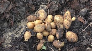 Урожай картофеля из семян, сорт Милена и Баллада