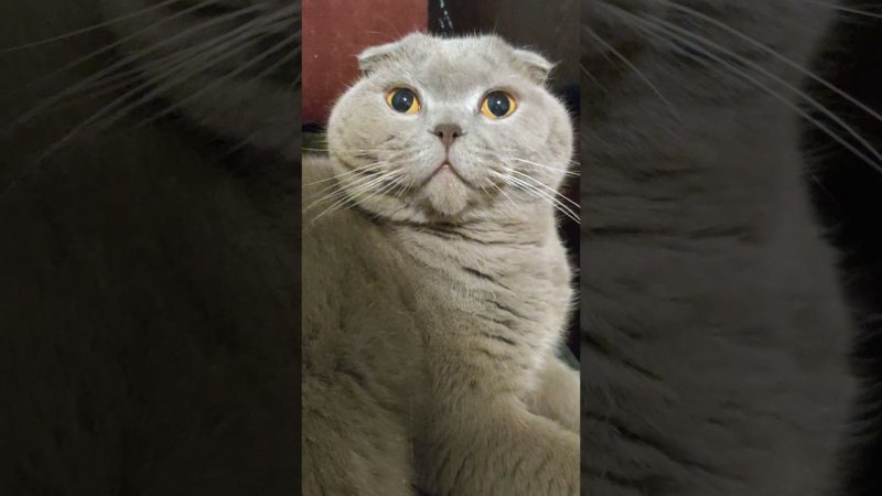 Забавный шотландский вислоухий Боня #шотландскиевислоухиекотики #кошки #коты #животные #питомцы #рек
