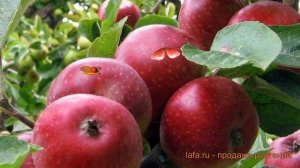 Яблоня обыкновенная Коваленковское (malus) ? обзор: как сажать, саженцы яблони Коваленковское