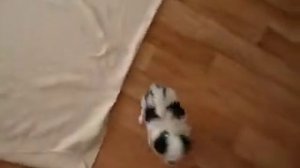 Японский Хин