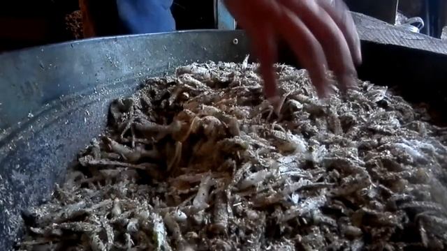 Кормление КРС. Кормовая свекла