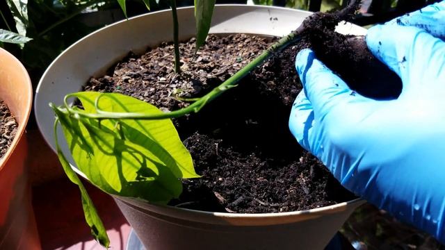 Growing Mango Trees from Seeds, Day 37 смотреть онлайн