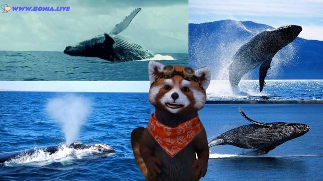 Детям про китов. О морских животных расскажет енотик Боня. смотреть онлайн