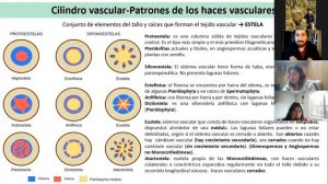 Clase LAB  5 Tejido vascular y crecimiento secundario