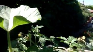 Как растет лагенария - бутылочная (посудная) тыква