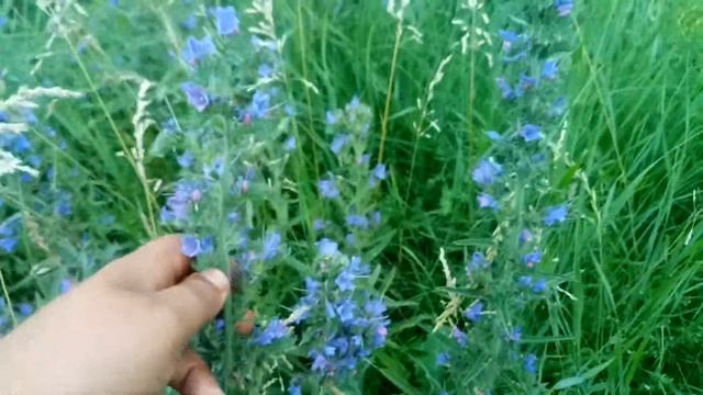 Синяк обыкновенный - Лекарственные растения. Лечебные травы