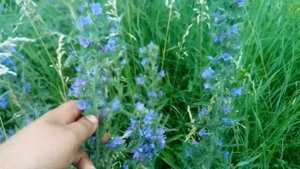 Синяк обыкновенный - Лекарственные растения. Лечебные травы