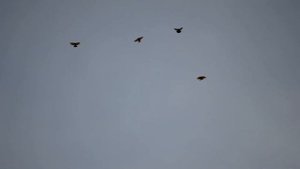 Голуби Мариуполя. Полет николаевских. Ветер южный