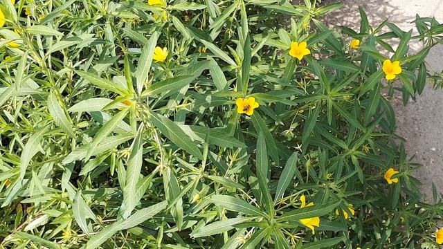 Ludwigia grandiflora - grow & care (Water plant) смотреть онлайн