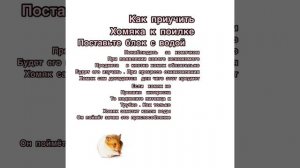 ?Почему хомяк не пьёт воду?