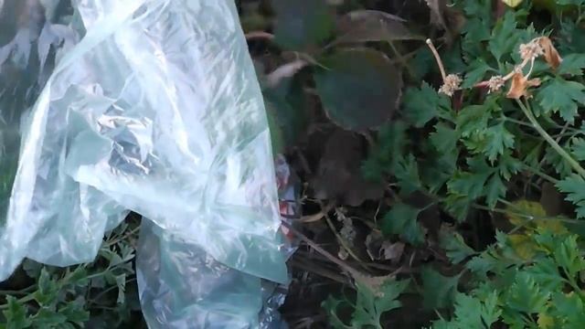 Почему не продаем клубнику!? Земляники заморозили полную морозильную камеру. смотреть онлайн