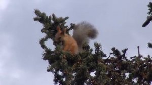 Белка-телеутка/squirrel