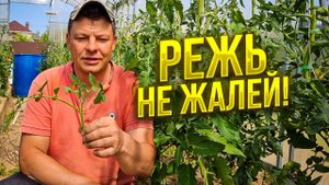 как не потерять урожай томатов, пасынкую, подвязываю при помощи топинатора (тапенер)