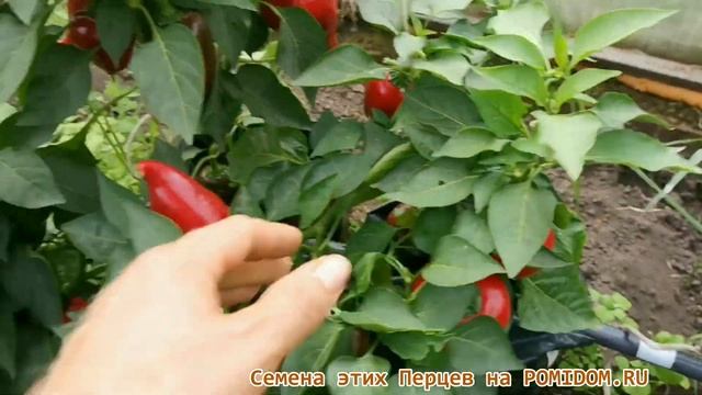 Полный ОБЗОР Сладких Сортов ПЕРЦА сайта ПОМИДОМ.РУ POMIDOM.RU характеристики описание урожайность!