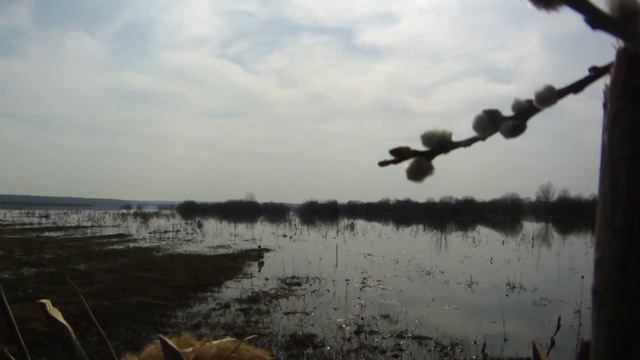 Восхитительная и азартная работа подсадной на весенней охоте (реальные события в стихах). Утка Маша смотреть онлайн