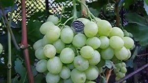 Виноград Спонсор 2018