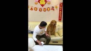 Видео Про Кошек И Собак Смешное ? ? #6