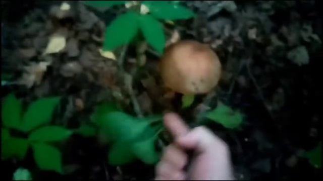 28.07.2022 г. Свинушки и подберезовики. смотреть онлайн