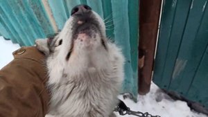 Красный Яр, Волгоградская обл.(12.02.21).