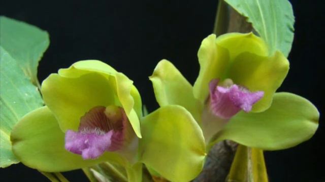 НЕОБЫЧНЫЙ ЦВЕТОК / БИФРЕНАРИЯ ГАРРИСОН смотреть онлайн