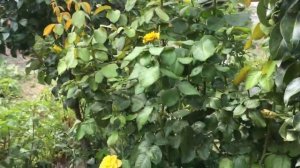 Вьющийся Кампсис подняла на опору и розы в моем саду!