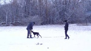 щенок добермана (5м) первые шаги в тренинге 08,12,18-3